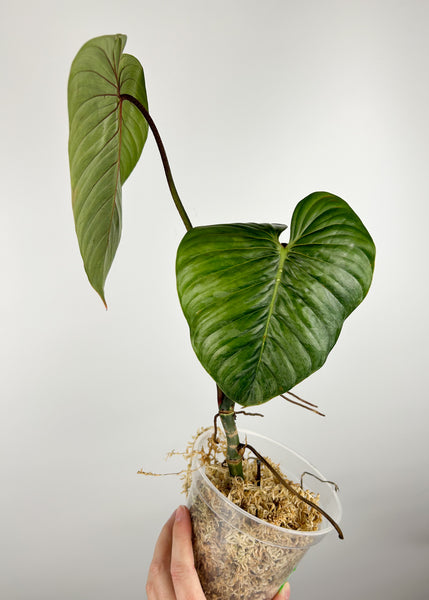 Philodendron sodiroi C AS IS