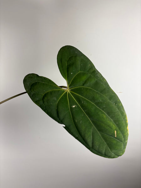 Anthurium dark phoenix x papi x one X-large plant