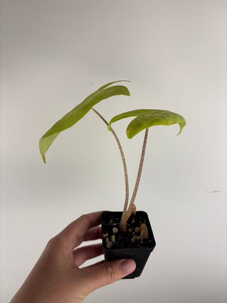 Alocasia Longiloba lemon lime