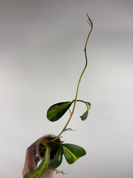 hoya diversifolia maharani C