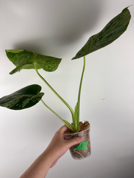 Monstera vietciosa (Thailand) F