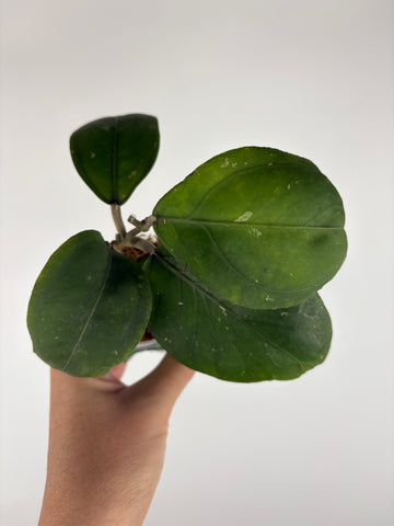 Hoya sp aceh Gomas 2