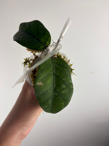 Hoya dragon heart B