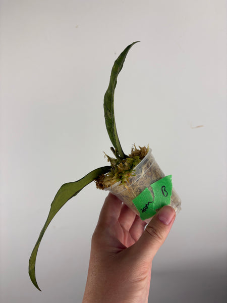Hoya sp aceh tamiang B