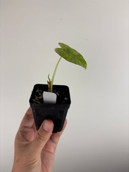 alocasia gageana albo
