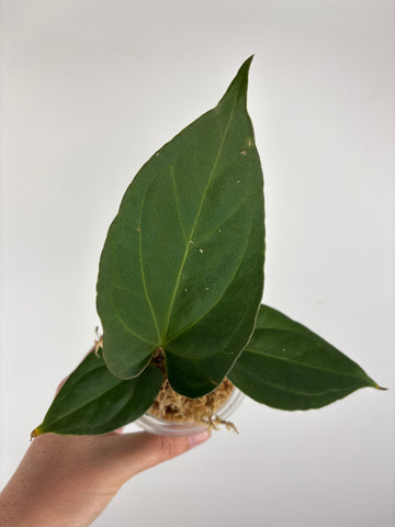 Anthurium King of Spades x luxurians 3