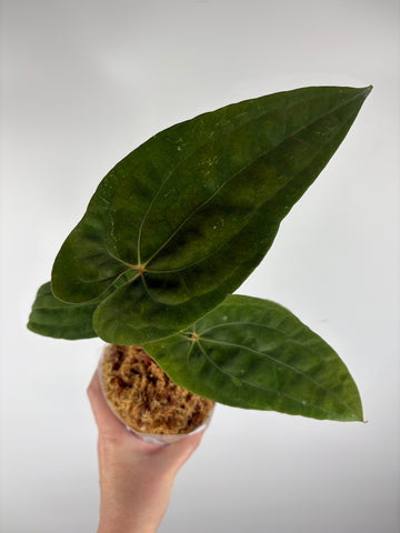 Anthurium papillilaminum x (kunayalense) x red dark phoenix