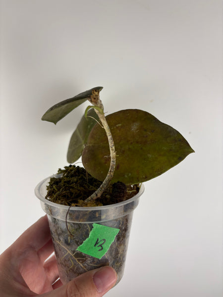 hoya Benchaii round leaf B