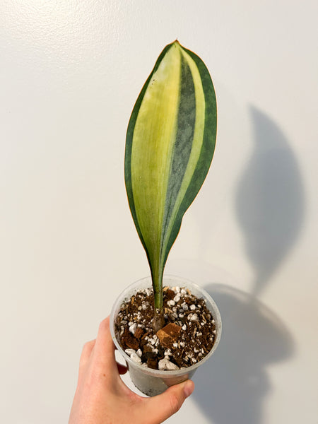 Masoniana Whale Fin Snake Plant Albo variegata B