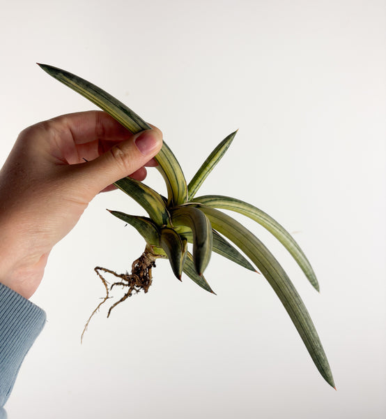 Sansevieria “blue clone” variegated from Indonesia