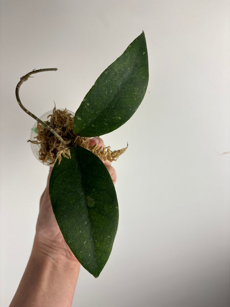 hoya Sp aceh gayo lues C