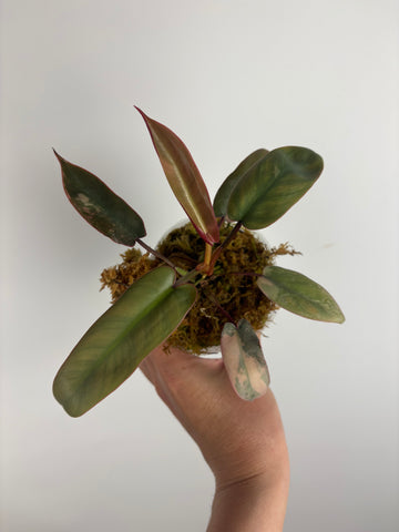 Philodendron atabapoense variegated