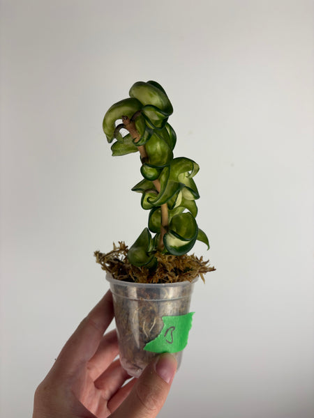 hoya compacta mauna loa B