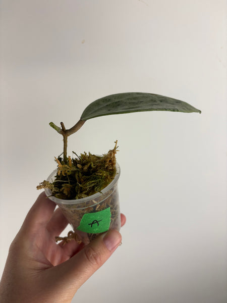 Hoya Glabra silver