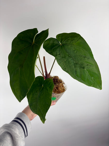 Anthurium Magnificum x dressleri A