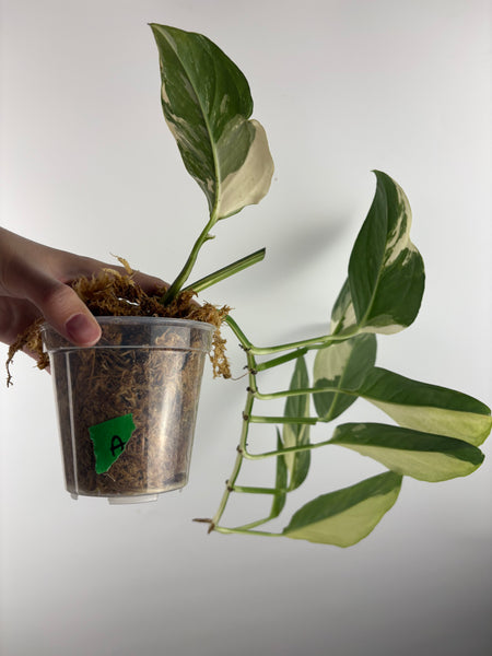 Monstera acacoyaguensis variegated A