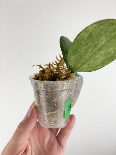 Hoya Michele silver A