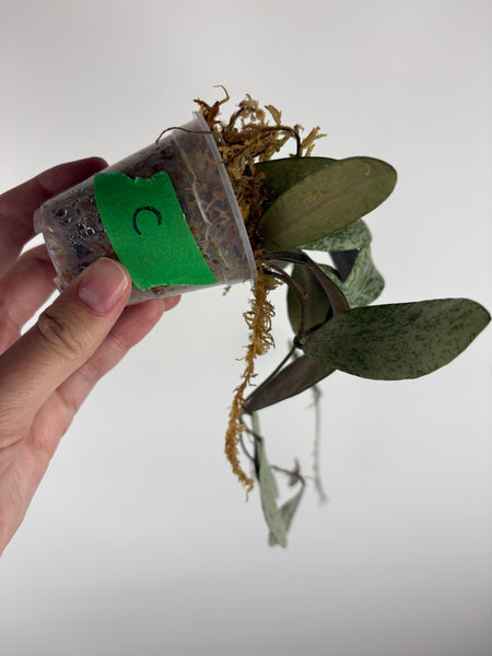 hoya sigillatis borneo C