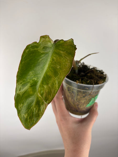 philodendron paraiso albo