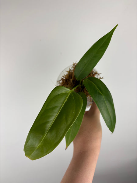 Anthurium Black sweet x farcatum A