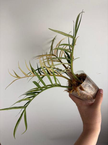Philodendron tortum (Thailand)