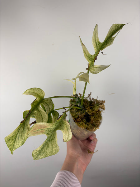 rhaphidophora tetrasperma white monster - multiple growth points