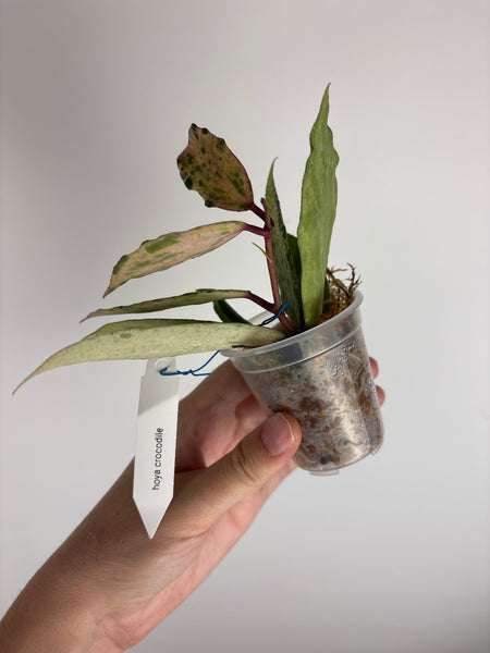 Hoya crocodile
