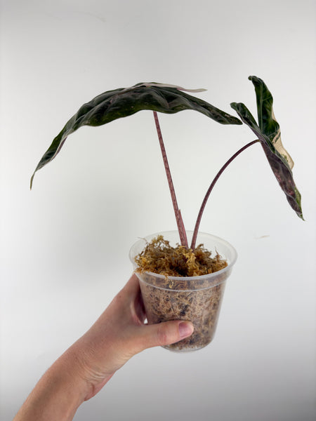 Alocasia pseudo sanderiana pink variegated D