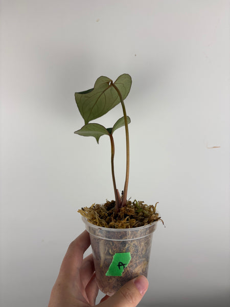 Anthurium blue papi x Michelle A