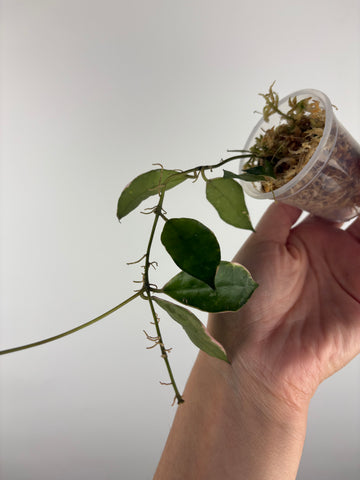 Hoya lacunosa 'Asami' (Wonosobo) 5