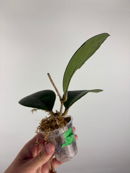 Hoya tanggamus round leaf 1