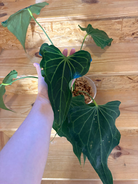 Anthurium delta force (Thailand) A - huge plant