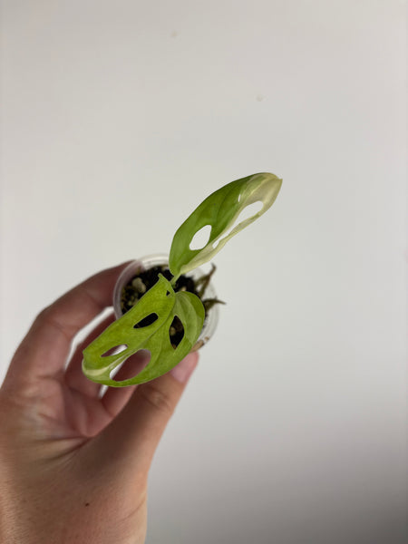 Monstera adansonii variegated B