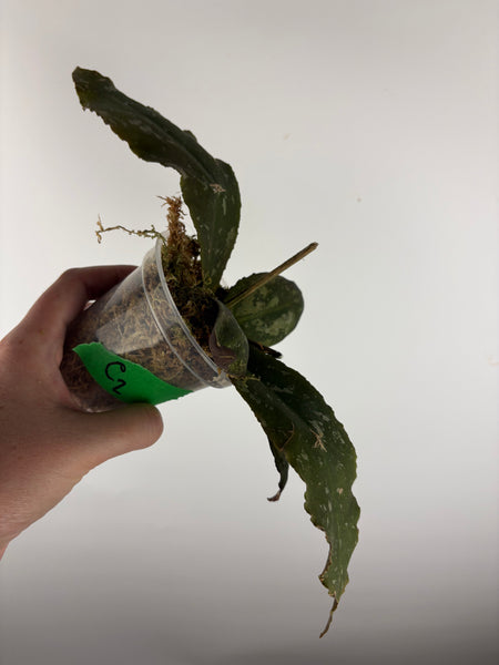Hoya Undulata purple silver bottom cut