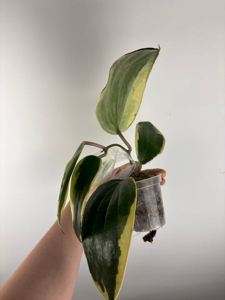 hoya latifolia albomarginata - wobbly stem