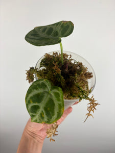 Anthurium Silver blush mutation A as is
