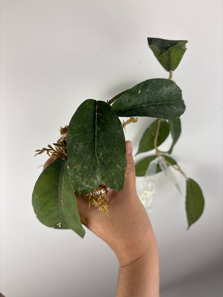 Hoya sp aceh