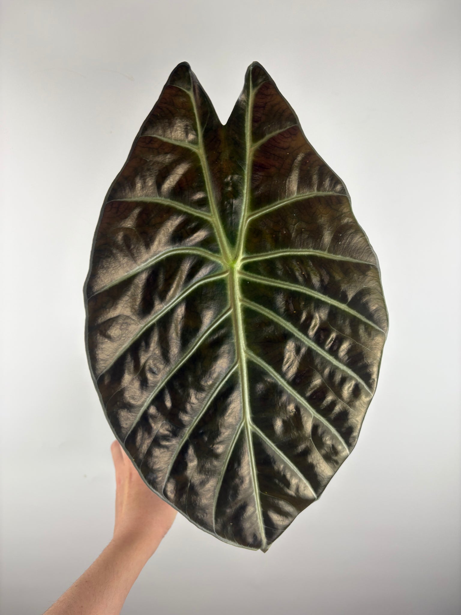 alocasia suhirmaniana 2