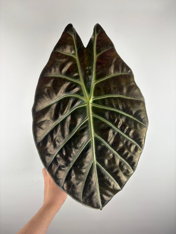 alocasia suhirmaniana 2