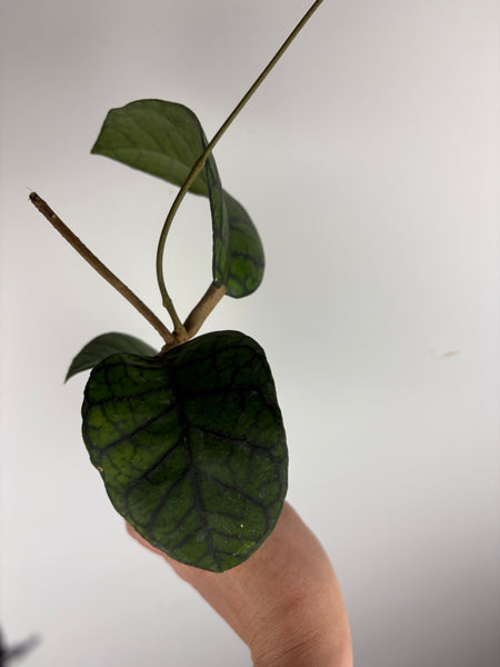 hoya callistophylla obsidian C