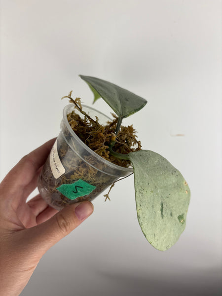 hoya coriacea silver
