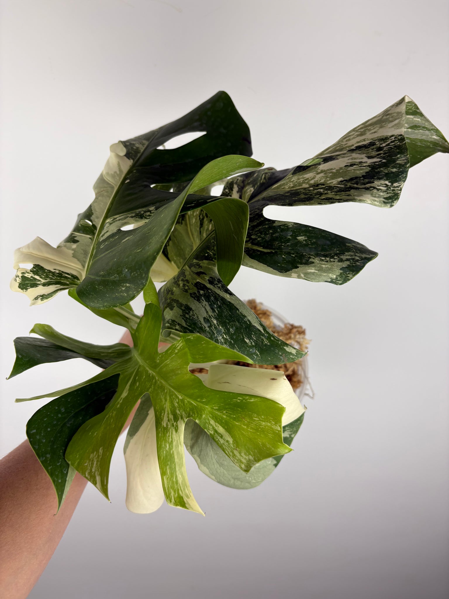 Monstera albo 2