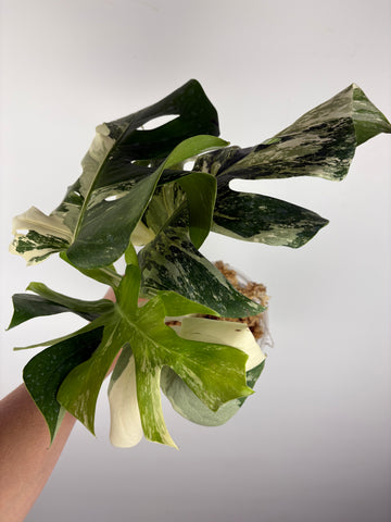 Monstera albo 2