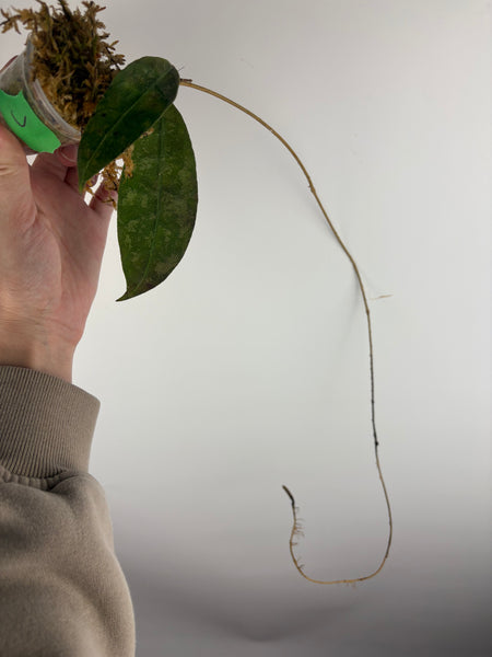 hoya aff lambii red mutation splash J