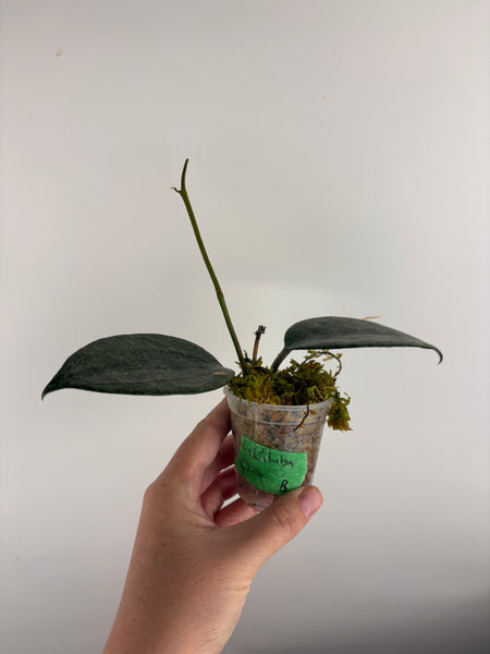 Hoya Latifolia 'rimba perak' B