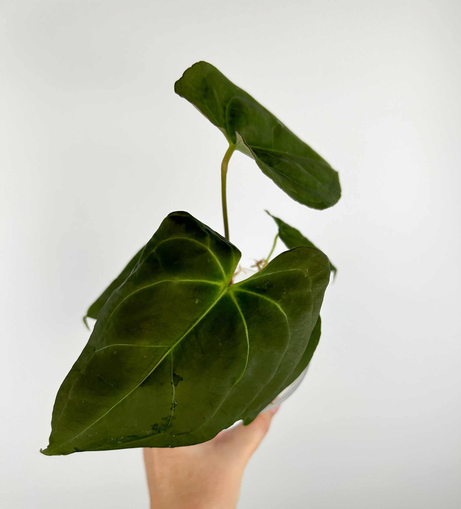 Anthurium bison as is