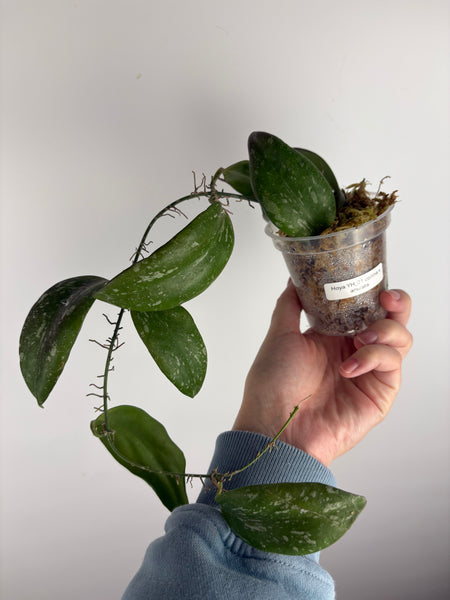 Hoya YH_01 collina x anulata B