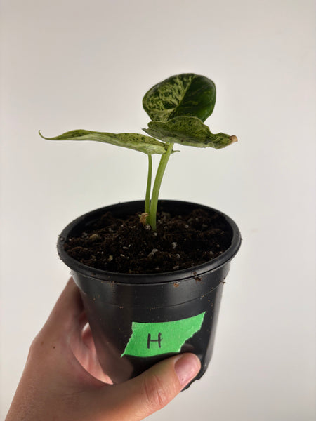 Alocasia dragon scale mint 4 inch H