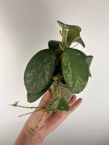 Hoya diversifolia maha dewi bottom cut