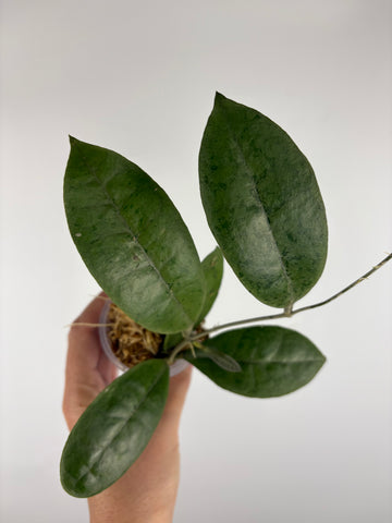 Hoya aff forbesii silver 7